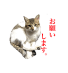 猫たちのお気楽な毎日（個別スタンプ：15）