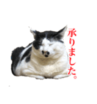 猫たちのお気楽な毎日（個別スタンプ：16）