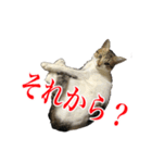 猫たちのお気楽な毎日（個別スタンプ：17）