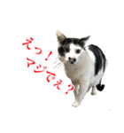 猫たちのお気楽な毎日（個別スタンプ：18）