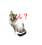 猫たちのお気楽な毎日（個別スタンプ：19）