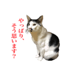猫たちのお気楽な毎日（個別スタンプ：20）