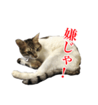 猫たちのお気楽な毎日（個別スタンプ：21）