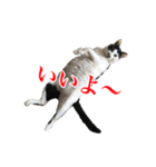 猫たちのお気楽な毎日（個別スタンプ：22）