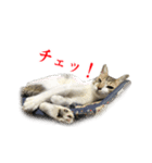 猫たちのお気楽な毎日（個別スタンプ：23）