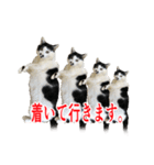猫たちのお気楽な毎日（個別スタンプ：24）