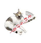 猫たちのお気楽な毎日（個別スタンプ：25）