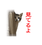 猫たちのお気楽な毎日（個別スタンプ：27）