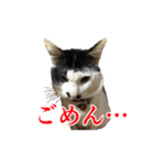 猫たちのお気楽な毎日（個別スタンプ：28）