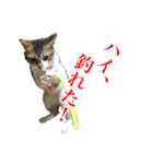 猫たちのお気楽な毎日（個別スタンプ：29）