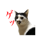 猫たちのお気楽な毎日（個別スタンプ：30）