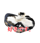 猫たちのお気楽な毎日（個別スタンプ：31）