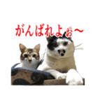 猫たちのお気楽な毎日（個別スタンプ：33）