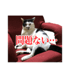 猫たちのお気楽な毎日（個別スタンプ：34）