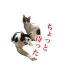 猫たちのお気楽な毎日（個別スタンプ：35）