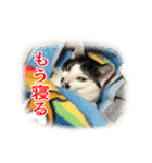 猫たちのお気楽な毎日（個別スタンプ：36）