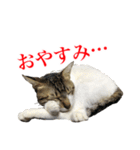 猫たちのお気楽な毎日（個別スタンプ：37）
