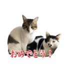 猫たちのお気楽な毎日（個別スタンプ：38）