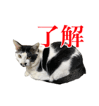 猫たちのお気楽な毎日（個別スタンプ：39）