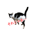 猫たちのお気楽な毎日（個別スタンプ：40）