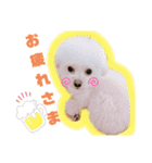 もふココ2（個別スタンプ：1）