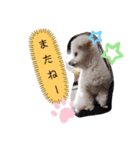 もふココ2（個別スタンプ：4）
