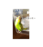 セキセイインコ メロン スタンプ！（個別スタンプ：8）