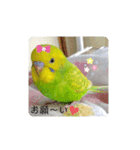 セキセイインコ メロン スタンプ！（個別スタンプ：9）