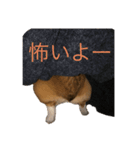 第1弾コーギーとネコ（個別スタンプ：2）