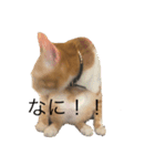 第1弾コーギーとネコ（個別スタンプ：3）