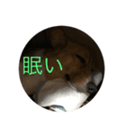 第1弾コーギーとネコ（個別スタンプ：5）