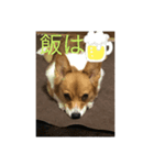 第1弾コーギーとネコ（個別スタンプ：6）