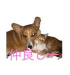 第1弾コーギーとネコ（個別スタンプ：7）