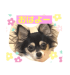 チワワのミーちゃん⭐︎（個別スタンプ：1）