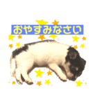 チワワのミーちゃん⭐︎（個別スタンプ：2）
