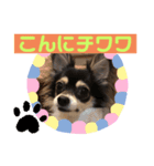 チワワのミーちゃん⭐︎（個別スタンプ：3）