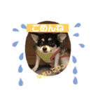 チワワのミーちゃん⭐︎（個別スタンプ：5）