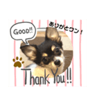 チワワのミーちゃん⭐︎（個別スタンプ：7）