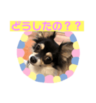 チワワのミーちゃん⭐︎（個別スタンプ：8）