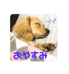 きなこ(チワックス)（個別スタンプ：2）