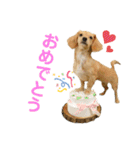 きなこ(チワックス)（個別スタンプ：6）