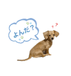 きなこ(チワックス)（個別スタンプ：9）