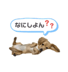 きなこ(チワックス)（個別スタンプ：10）