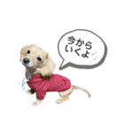 きなこ(チワックス)（個別スタンプ：13）