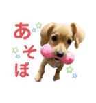 きなこ(チワックス)（個別スタンプ：17）