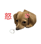 きなこ(チワックス)（個別スタンプ：21）