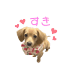 きなこ(チワックス)（個別スタンプ：24）