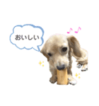 きなこ(チワックス)（個別スタンプ：25）