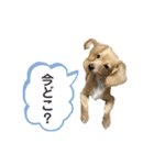 きなこ(チワックス)（個別スタンプ：29）