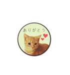 こむぎ【日常編②】（個別スタンプ：1）